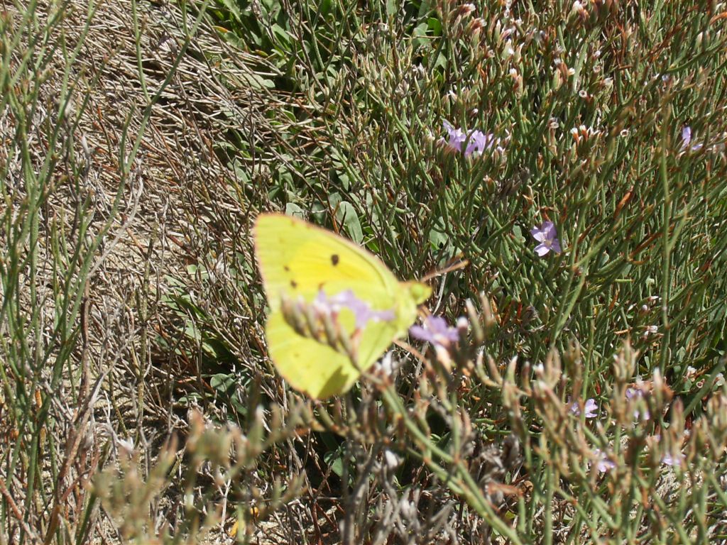 Colias da identificare